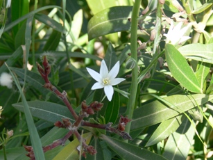 Rhodos - Flora